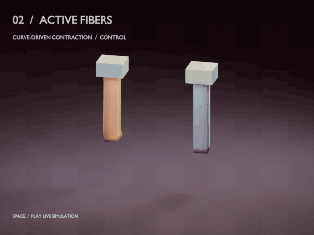 Pinned beam contracting along its fibers